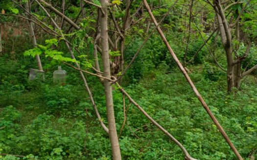 ECR Thiruvidanthai 4800sqft Land For Sale