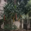 Chennai Adayar Land For Sale