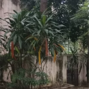 Chennai Adayar Land For Sale