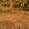 Ecr Suleri Kaadu 12000 Sqft Land for Sale