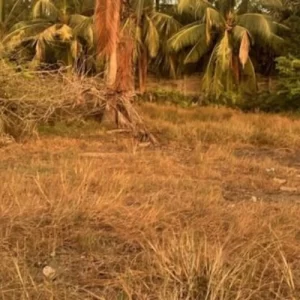 Ecr Suleri Kaadu 12000 Sqft Land for Sale