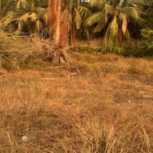 Ecr Suleri Kaadu 12000 Sqft Land for Sale