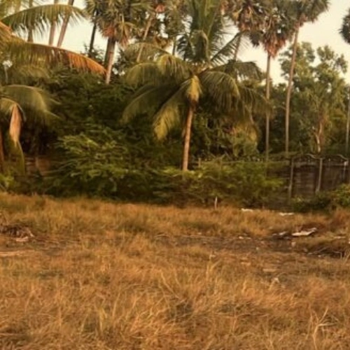 Ecr Suleri Kaadu 12000 Sqft Land for Sale